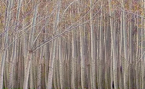 香樟与白杨文