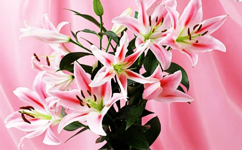 百合花一般在几月开花