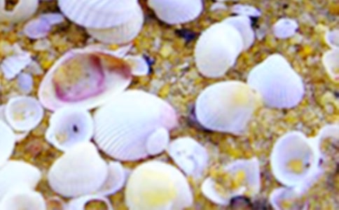 海螺和贝壳