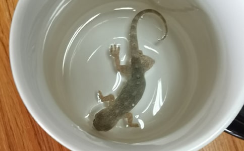 小壁虎借尾巴作文优秀（15篇）