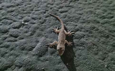 小壁虎借尾巴作文（优选）