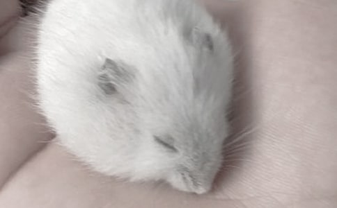 (通用)可爱的仓鼠作文