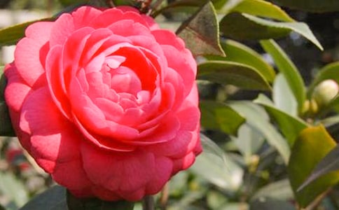 关于山茶花的种殖方法及注意事项