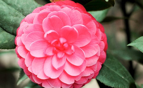 山茶花作文15篇[实用]