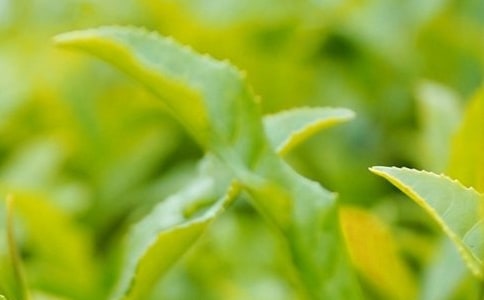 夏天怎么保存茶叶