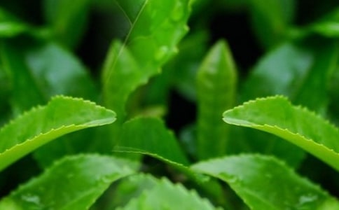 自己怎么制作茶叶