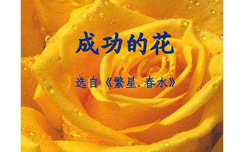 成功的花五年级作文