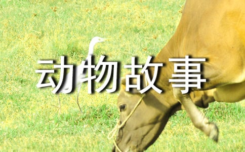 关于喜欢的动物故事随笔：小仓鼠