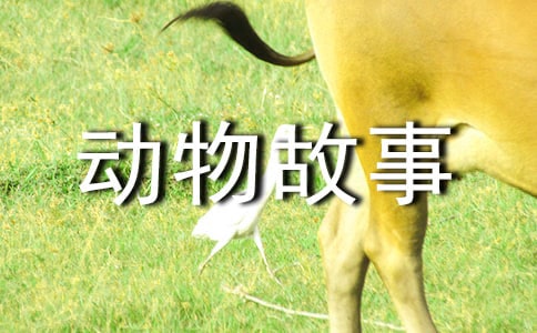 动物故事会作文600字4篇