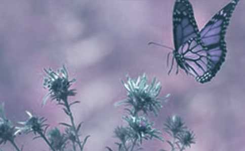 保护动植物的宣传标语(精选230句)