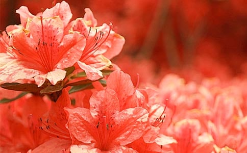 美丽的`杜鹃花