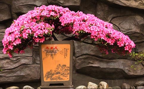 杜鹃花的随笔