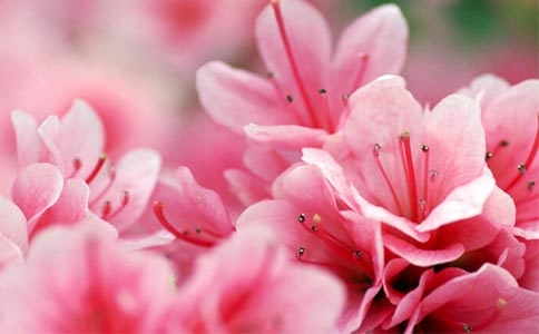 盆栽杜鹃花该怎么养