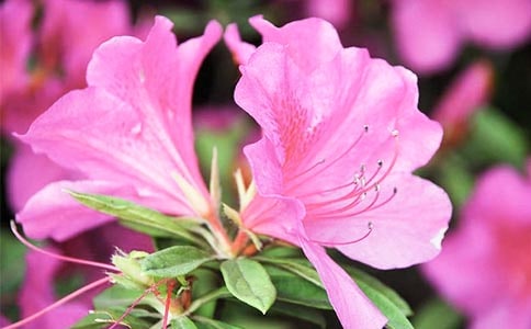 杜鹃花养殖的'注意事项