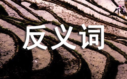 粗糙的反义词