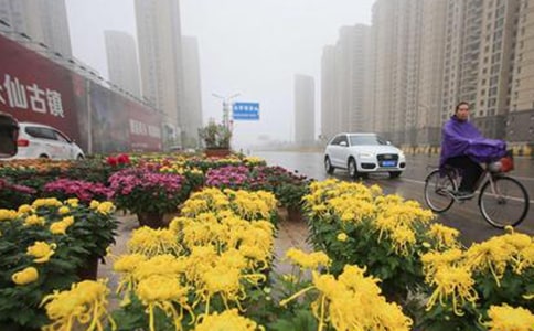 风雨中的菊花读后感