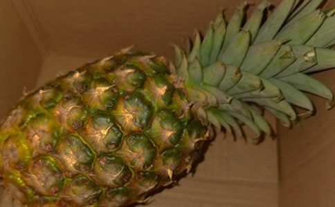 植物凤梨花怎么养