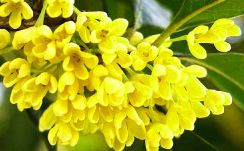 桂花优秀作文【推荐】