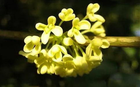 月桂花的象征意义