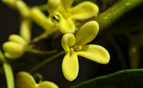【推荐】关于桂花的随笔5篇