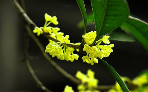 桂花龙井茶有什么功效与作用
