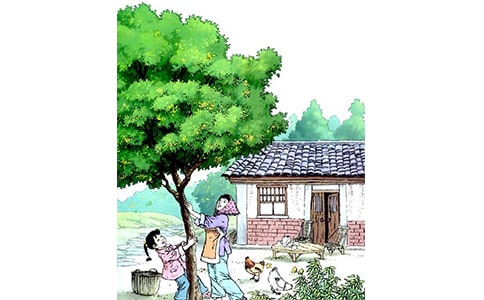 关于桂花雨作文合集8篇
