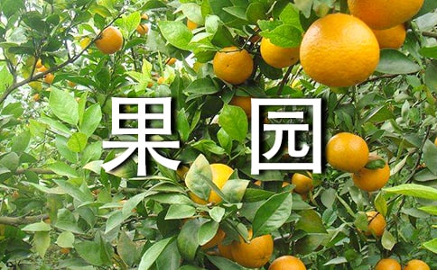 美丽的果园作文