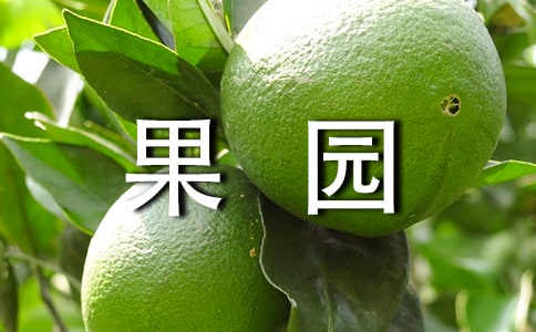 果园的作文
