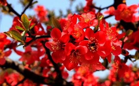 【优】海棠花开作文