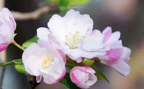 关于海棠作文