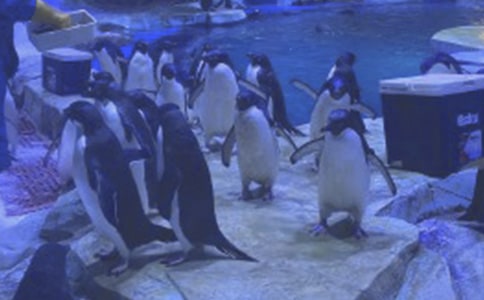 作文游香港海洋公园