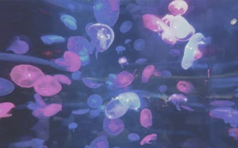 有趣的海洋公园作文