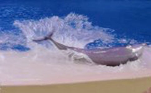 【通用】海豚的作文
