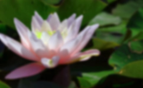 关于我爱荷花的作文（通用27篇）