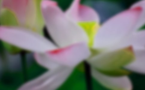 有关荷花池小学中层干部聘任书