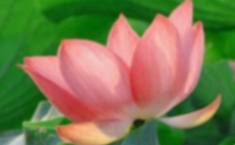 赠荷花原文翻译