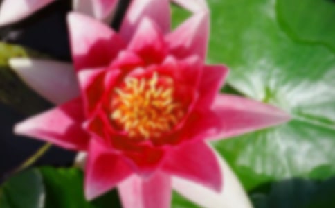 《荷花》教学记录