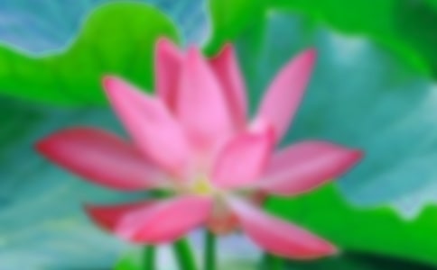 我爱的荷花作文8篇