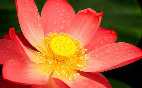 《荷花》教学实录【精品】