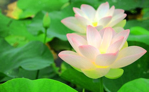 《荷花》教学实录精品（13篇）