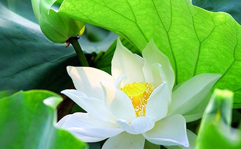 荷花小学作文【荐】