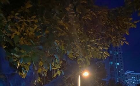 黑夜中独奏的寂寞作文