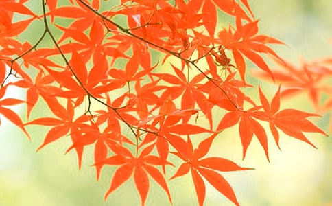最后一片红叶作文