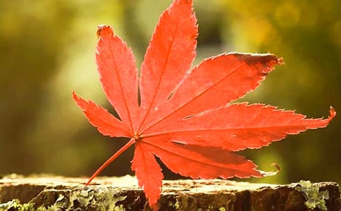 【推荐】红叶榈花开作文