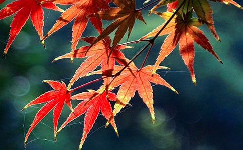 《思远人红叶黄花秋意晚》阅读答案附赏析