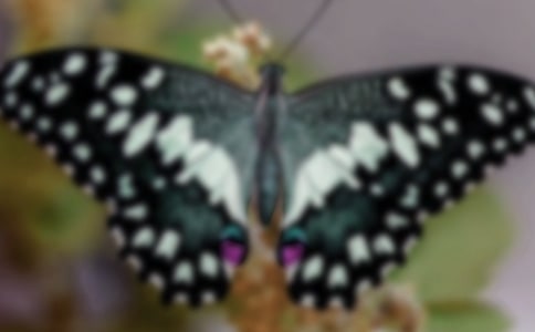 小蝴蝶花随笔