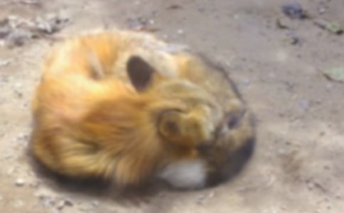 小狐狸上学看图写话