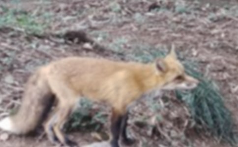狐狸与乌鸦新编故事