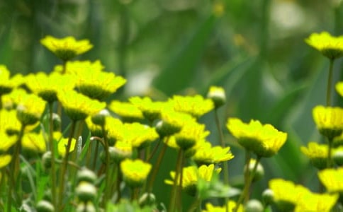 【优】开在心中的花朵作文15篇