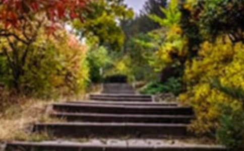 花园秋景作文